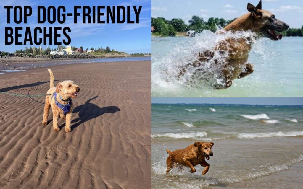 Dog-Friendly Beaches Near Me