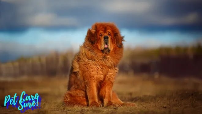Tibetan Mastiffs So Expensive