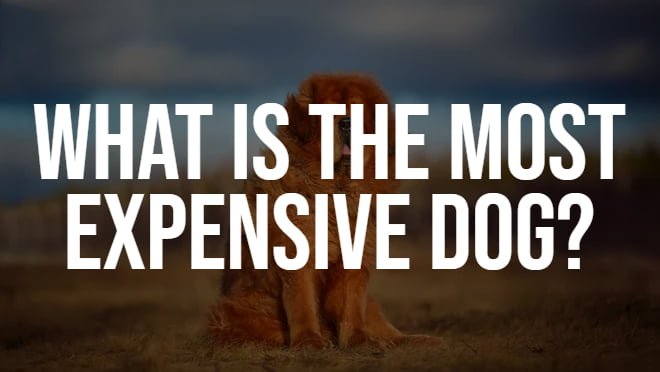 What is the most expensive dog?