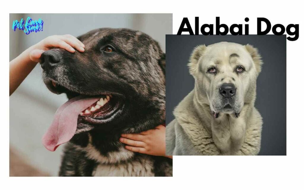 Alabai Dog Bite Force