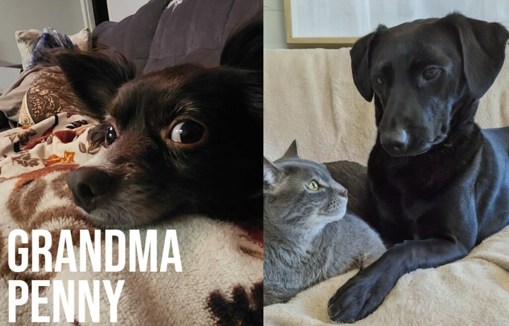 Grandma Penny: Sharing Life with a Timeless Dog